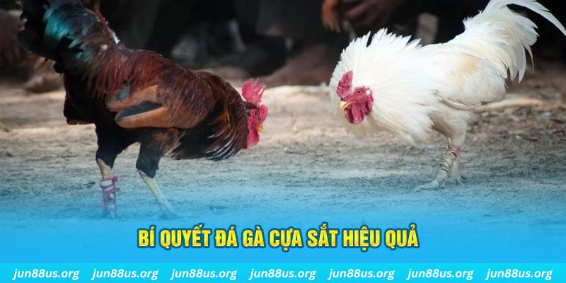 8kbet123 đá gà cựa dao