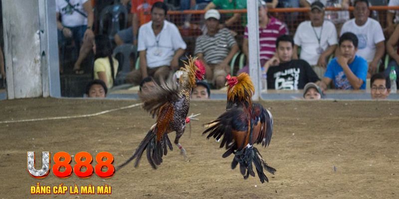 8kbet123 đăng nhập mậu binh online
