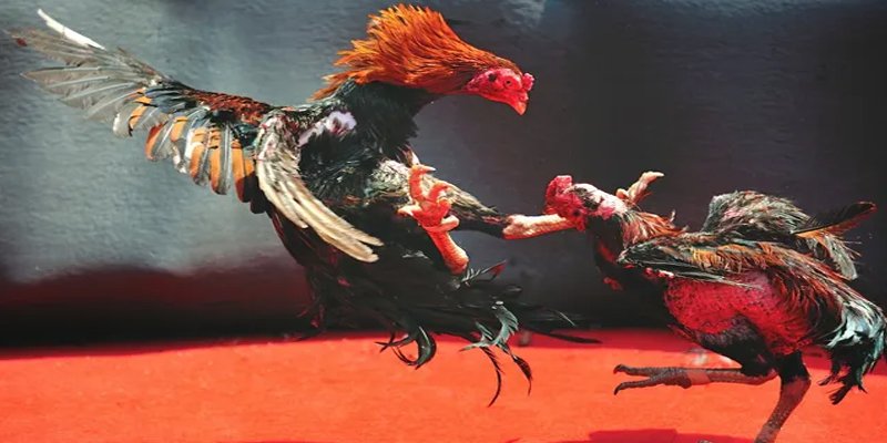 8kbet123 BG Bắn cá